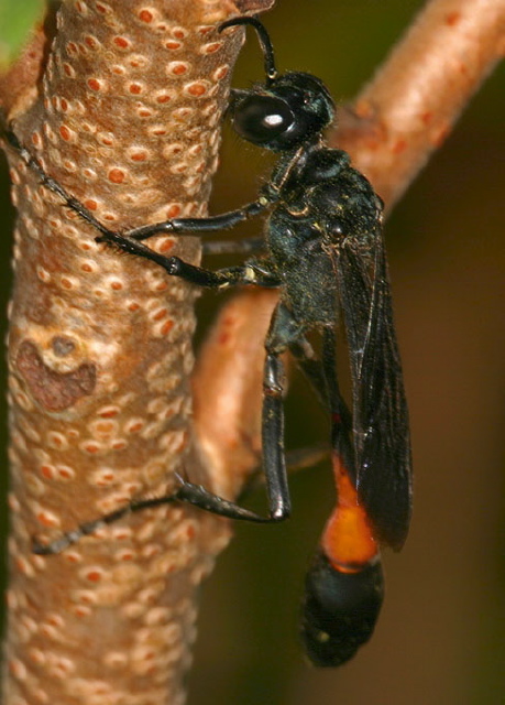 Ammophila nigricans Sphecidae